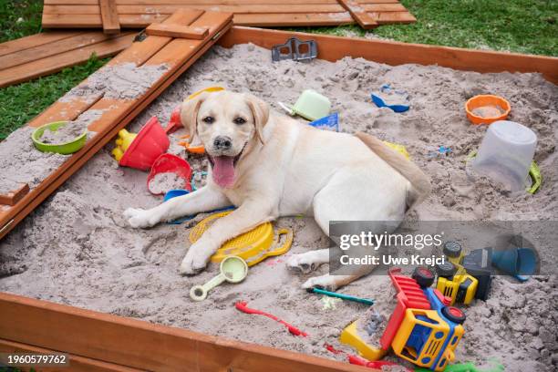 happy labrador retriever puppy - zandbak stockfoto's en -beelden