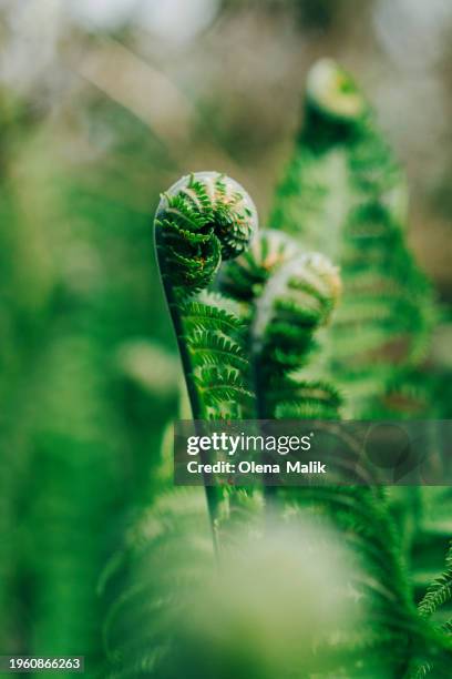 fern leaf, green background - koru pattern stock pictures, royalty-free photos & images