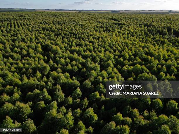 Aerial view showing a plantation of eucalyptus trees in the countryside some 185 km north of Montevideo near Capilla del Sauce, Florida Department,...