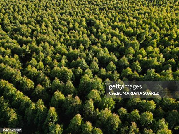 Aerial view showing a plantation of eucalyptus trees in the countryside some 185 km north of Montevideo near Capilla del Sauce, Florida Department,...