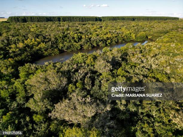 Aerial view showing native forest along the Yi River and an eucalyptus plantation in the background, in the countryside some 185 km north of...