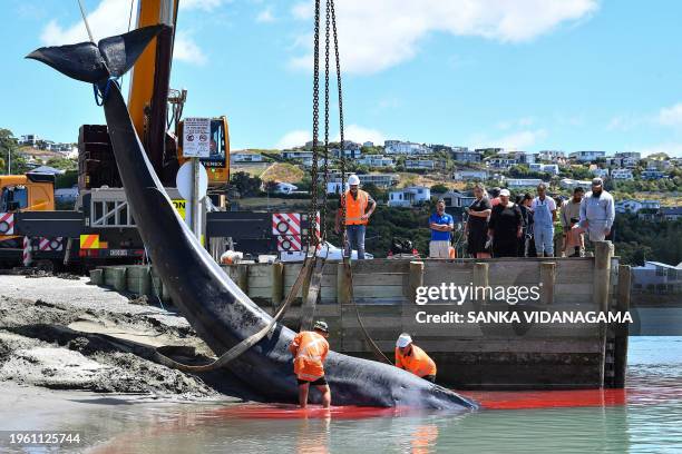 Rescuers retrieve the carcass of a stranded fin whale in Christchurch on January 29, 2024. The whale, which had been stranded off the coast of Moncks...