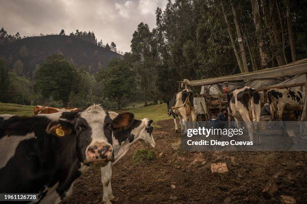 Peasants milk cows with the burned mountain in the background on January 28, 2024 in Nemocon, Colombia. Colombian government declared a "national...
