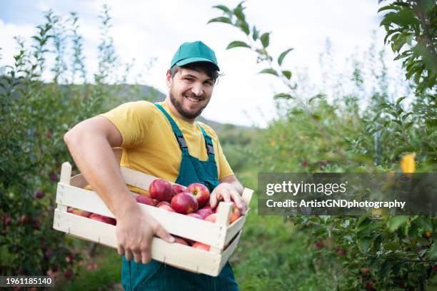 porträt eines mittleren erwachsenen bauern, der äpfel aus dem obstgarten pflückt. - apfelbaum stock-fotos und bilder