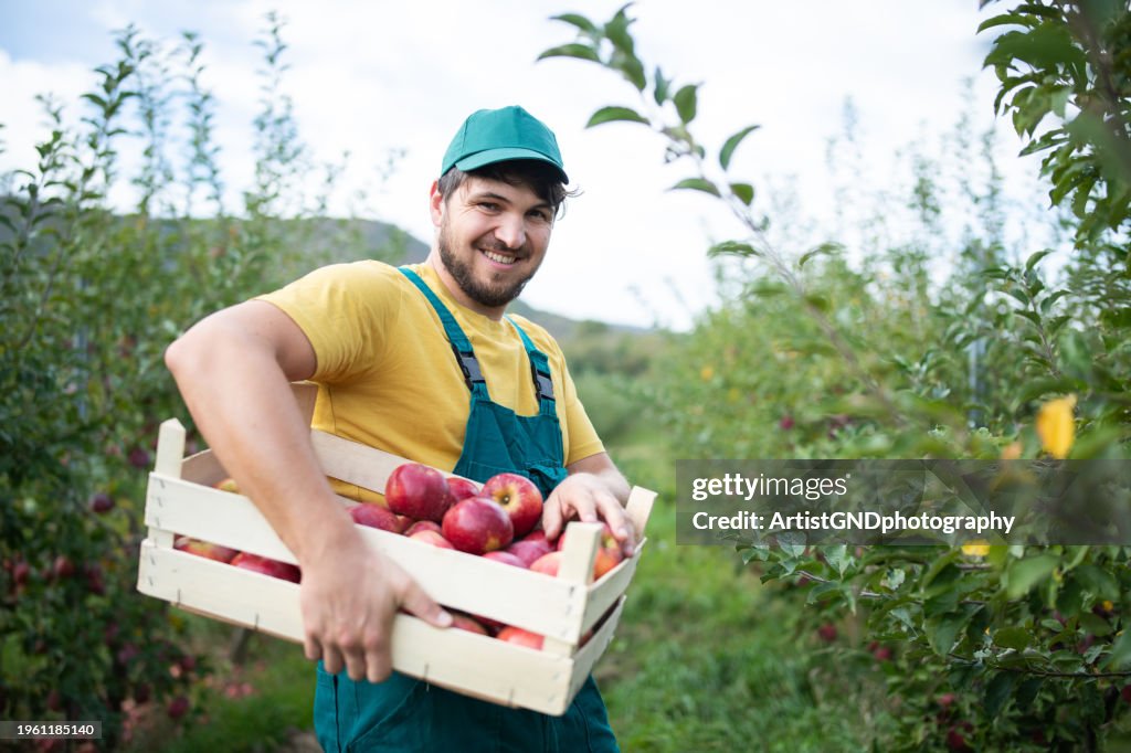 Portrait of mid adult farmer picking apples from orchard.