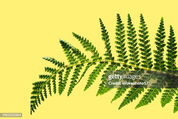 fern leaf - farn freisteller stock-fotos und bilder