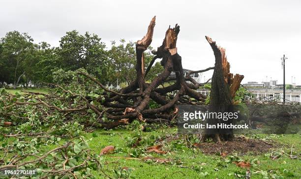 Large tree is shown knocked over by strong winds on January 26, 2024 in Townsville, Australia. A cyclone watch zone has been issued for large parts...