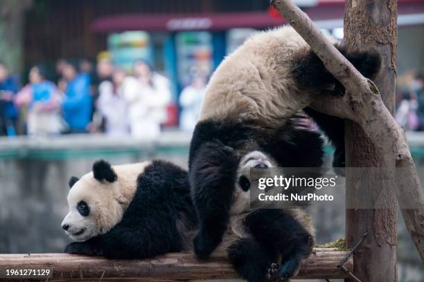 Two giant pandas are playing on a tree branch at Chongqing Zoo in Chongqing, China, on January 28, 2024.