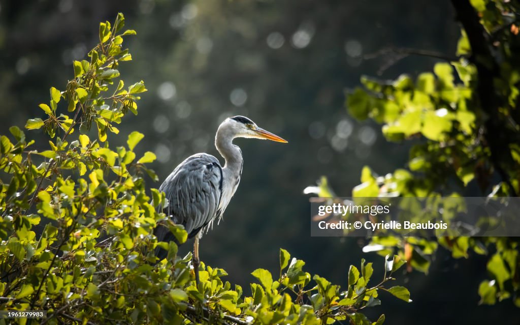 Grey heron