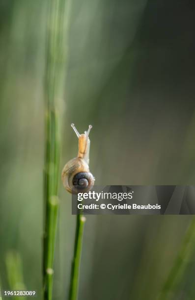 snail - weinbergschnecke stock-fotos und bilder