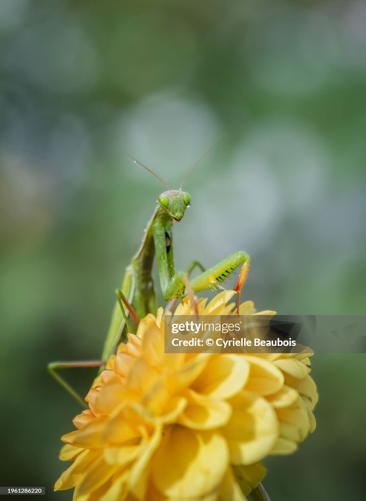 A praying mantis delicately perched on vibrant flowers