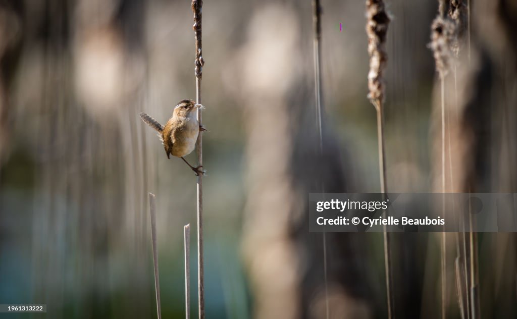 Marsh wren (Cistothorus palustris)