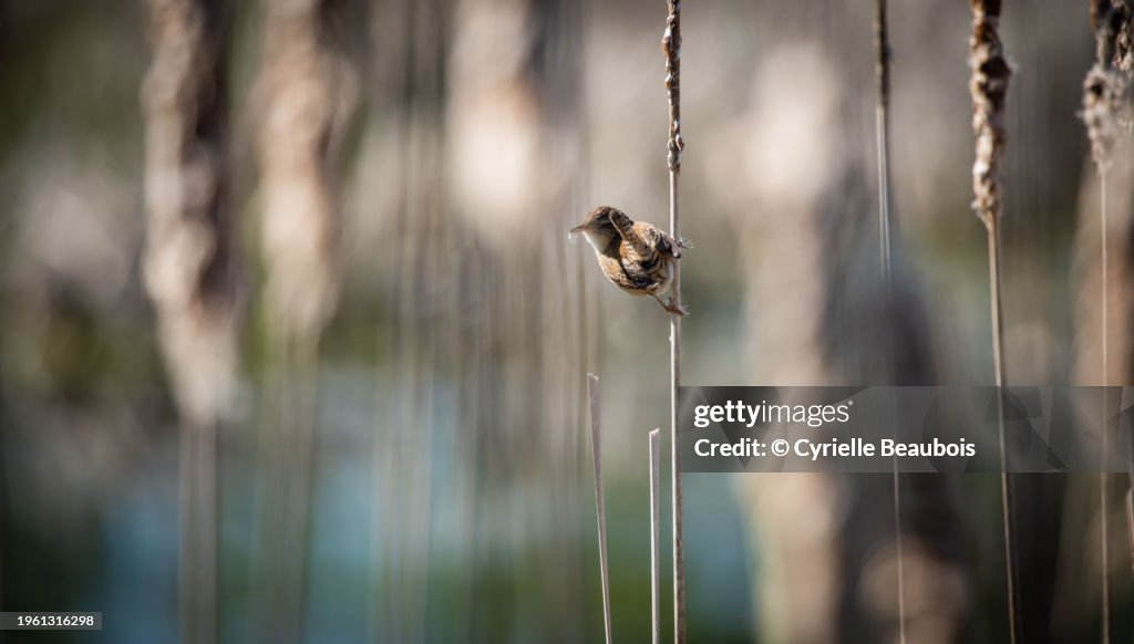Marsh wren (Cistothorus palustris)