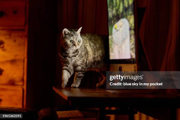 Cat Computer Monitor 519 Cat On Computer Screen Stock Photos, High-Res Pictures, and Images ...