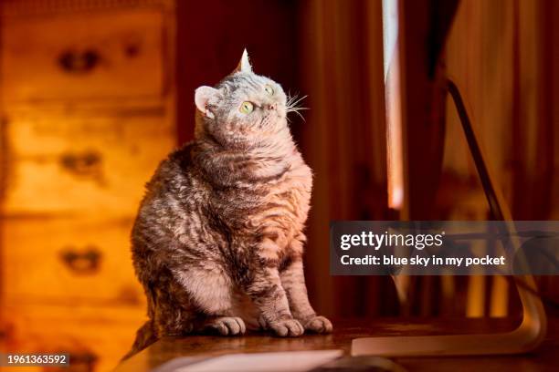 Cat Viewing Computer 2,644 Cat Watching Computer Stock Photos, High-Res Pictures, and Images ...