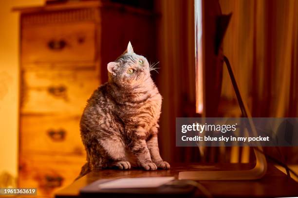 Cat Viewing Computer 2,644 Cat Watching Computer Stock Photos, High-Res Pictures, and Images ...
