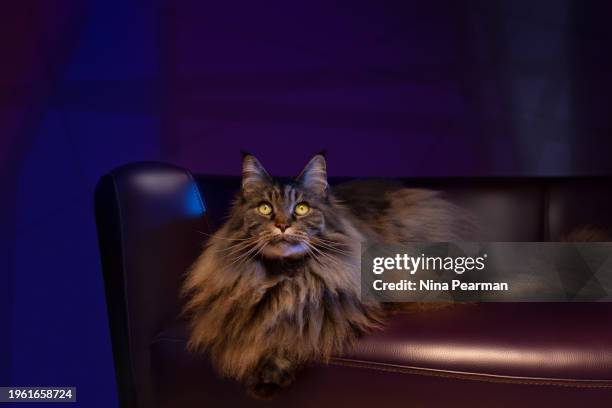 italian pleather sofa & a cat - maine coon cat ストックフォトと画像