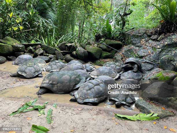 Botanic Tortoise Shell 22 View Of Giant Aldabra Tortoises Stock Photos, High-Res Pictures, and ...