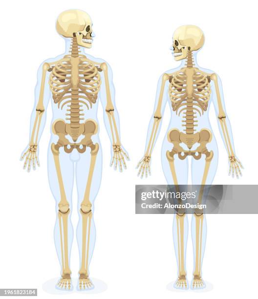ilustraciones, imágenes clip art, dibujos animados e iconos de stock de human skeleton. front view. male and female skeleton. - escapula
