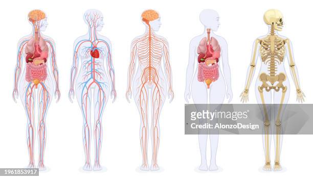 stockillustraties, clipart, cartoons en iconen met the human skeleton, internal organs, circulatory system, and nervous system of the female human body. - intern menselijk orgaan