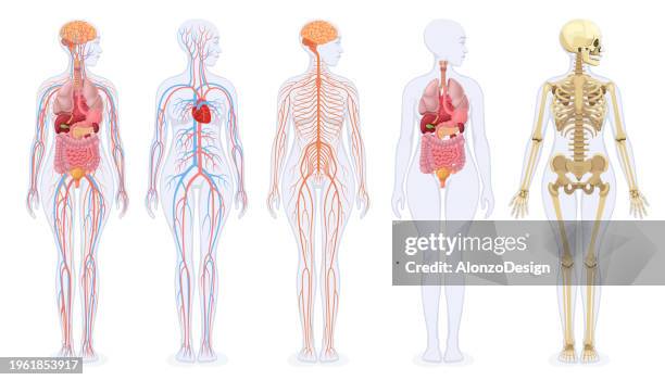 bildbanksillustrationer, clip art samt tecknat material och ikoner med the human skeleton, internal organs, circulatory system, and nervous system of the female human body. - mänskligt inre organ