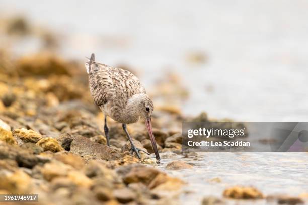 bar-tailed godwit - wader bird stock pictures, royalty-free photos & images