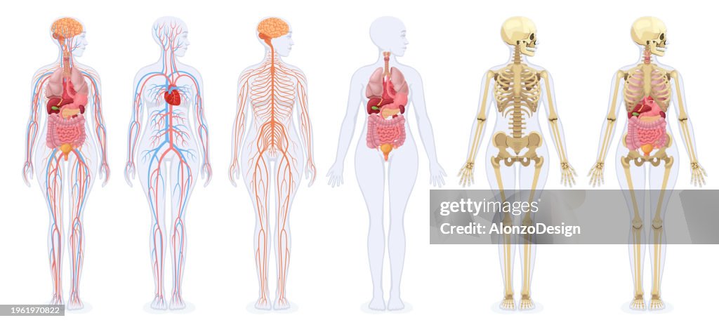 The human skeleton, internal organs, circulatory system, and nervous system of the female human body.