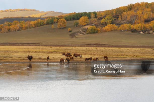 autumn pasture, grazing horses drinking water - chifeng stock pictures, royalty-free photos & images