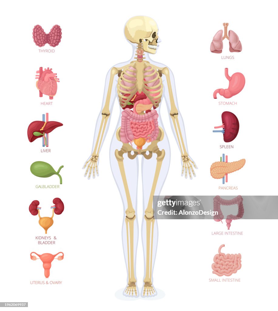 Human anatomy. Infographic elements. Female body.