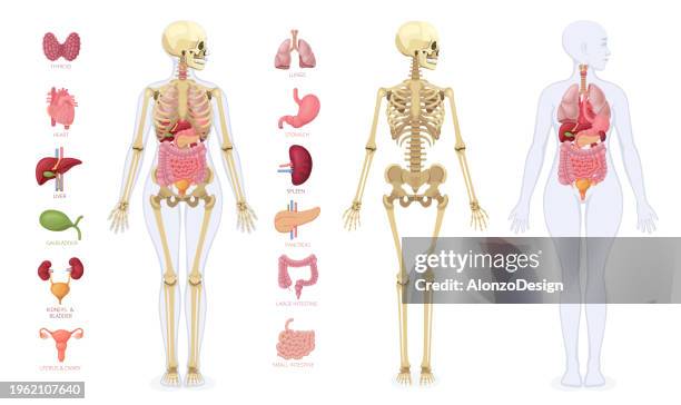 human anatomy. infographic elements. female body. - woman intestine stock illustrations