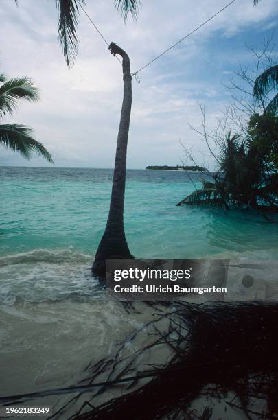 Warning signs of environmental destruction on January 27, 2024 on Baros Island, Maldives. Trunk of a palm without leaves.