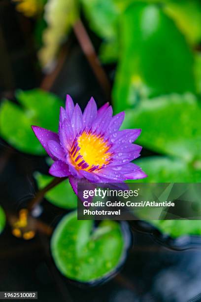 sri lanka, ninfea nymphaea - ninfea stockfoto's en -beelden