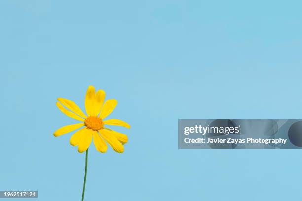 yellow daisy flower against blue sky - single flower stock pictures, royalty-free photos & images