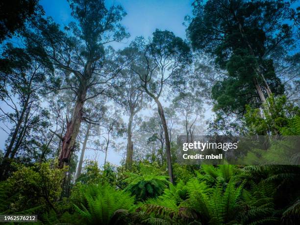 Trees Otway Ranges Otway Rain Forest National Park Photos and Premium High Res Pictures ...