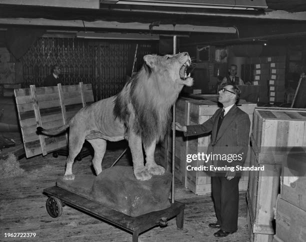 Stuffed African lion 'Rota' is measured ahead of being sent from from the UK to the United States, June 14th 1956. The animal, presented to Winston...