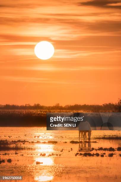 white camargue horse in the camargue national park at sunset, south france - camargue horses stock pictures, royalty-free photos & images