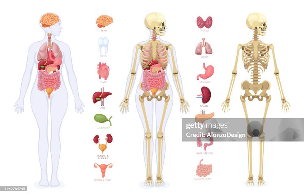 Human anatomy. Infographic elements. Female body.