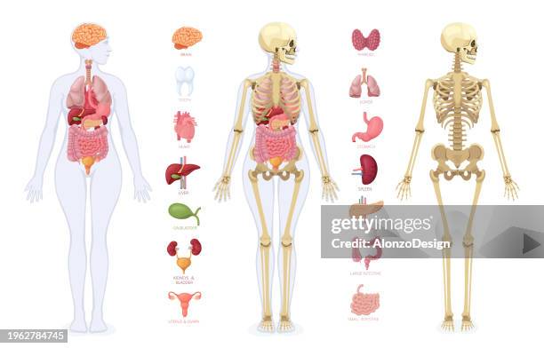 illustrazioni stock, clip art, cartoni animati e icone di tendenza di anatomia umana. elementi infografici. corpo femminile. - figura femminile