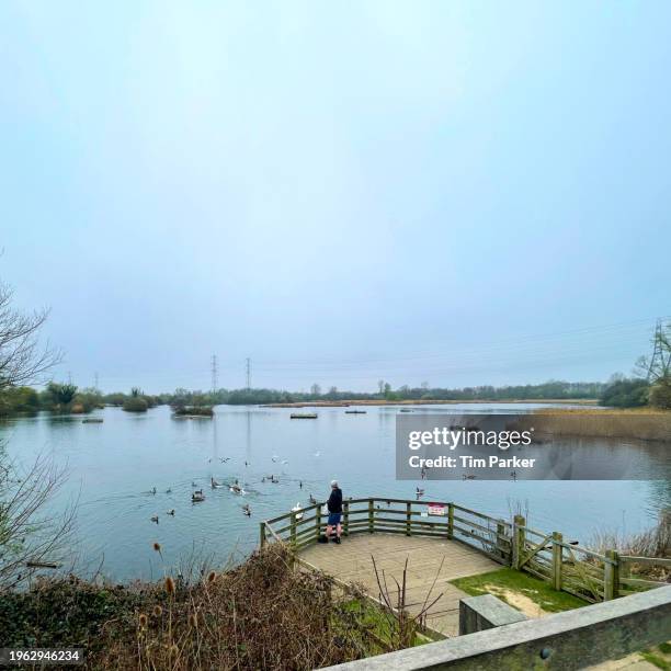 homme nourrissant des oiseaux sur un lac - cheshunt hertfordshire photos et images de collection