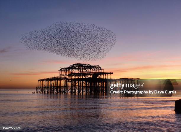 the night of the starlings. - australia v england stock pictures, royalty-free photos & images