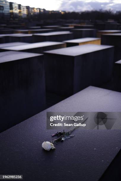 White rose lies among stelae at the Memorial to the Murdered Jews of Europe, also called the Holocaust Memorial, on the eve of International...
