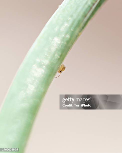 close-up tiny springtail (collembola) on blade of grass - collembola stock pictures, royalty-free photos & images