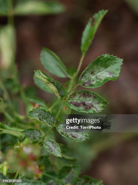 close-up rose leaf infected with powdery mildew and spots, podosphaera pannosa - powdery mildew fungus stockfoto's en -beelden