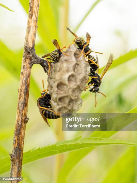 close-up of wasp's nest with polistes nimpha on green bush in the wild - polistes wasps stock pictures, royalty-free photos & images