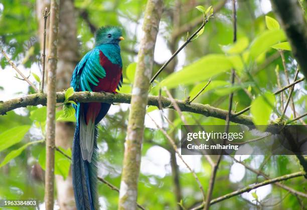 resplendent quetzal male - guatemala stock pictures, royalty-free photos & images