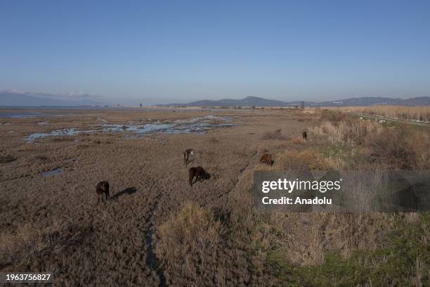 An aerial view of Izmir Bird Sanctuary hosting mammals, including horses, as well as bird species such as flamingos, herons and pelicans at the Gediz...