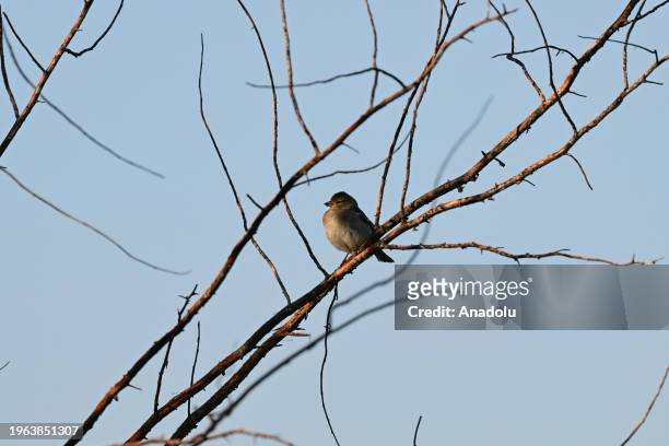 An Eurasian chaffinch perches on a branch in the Izmir Bird Sanctuary, which is home bird species such as flamingos, herons and pelicans, as well as...