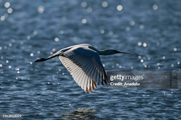 An Eurasian spoonbill flies over the Izmir Bird Sanctuary, which is home bird species such as flamingos, herons and pelicans, as well as mammals,...