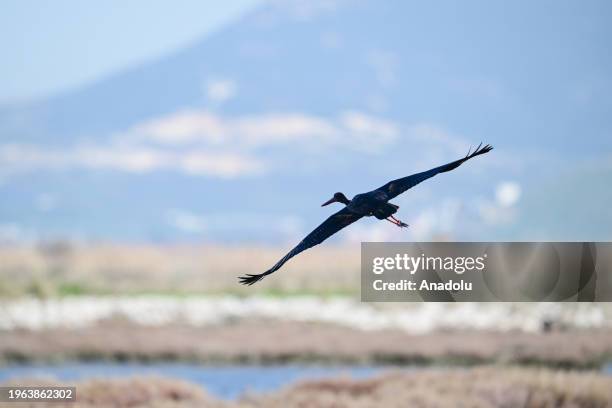 Black stork flies over the Izmir Bird Sanctuary, which is home bird species such as flamingos, herons and pelicans, as well as mammals, including...