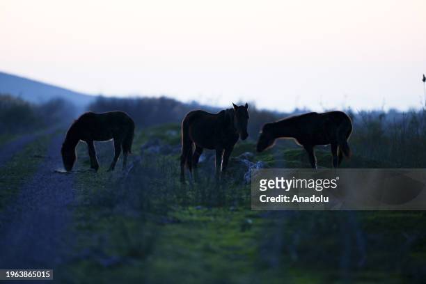 Wild horses are seen during the winter season in the Izmir Bird Sanctuary, which is home bird species such as flamingos, herons and pelicans, as well...